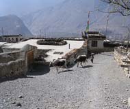 boy with cows