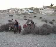 horse trekking