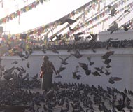 katmandu birds